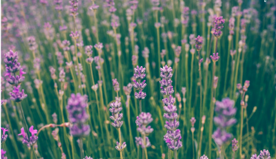 Pruning Lavendar in Spring