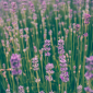 Pruning Lavendar in Spring