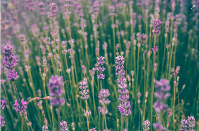 Pruning Lavendar in Spring