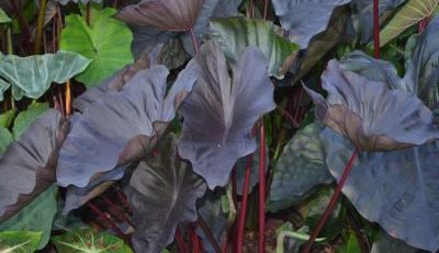 Black Coral Elephant Ear - The Hof Garden