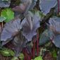 Black Coral Elephant Ear - The Hof Garden