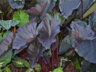 Black Coral Elephant Ear - The Hof Garden