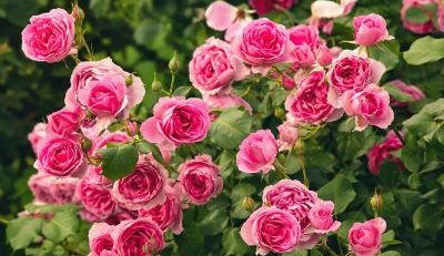 How to prune roses in fall