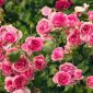 How to prune roses in fall