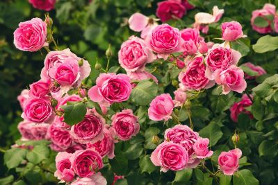 How to prune roses in fall