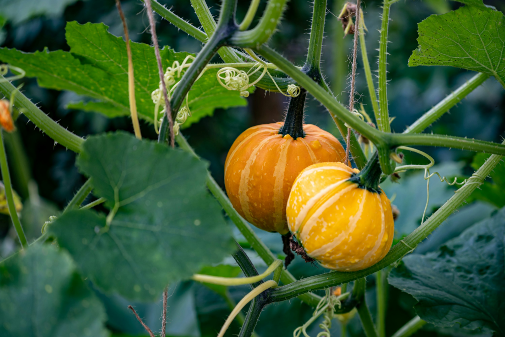 How to hand pollinate squash