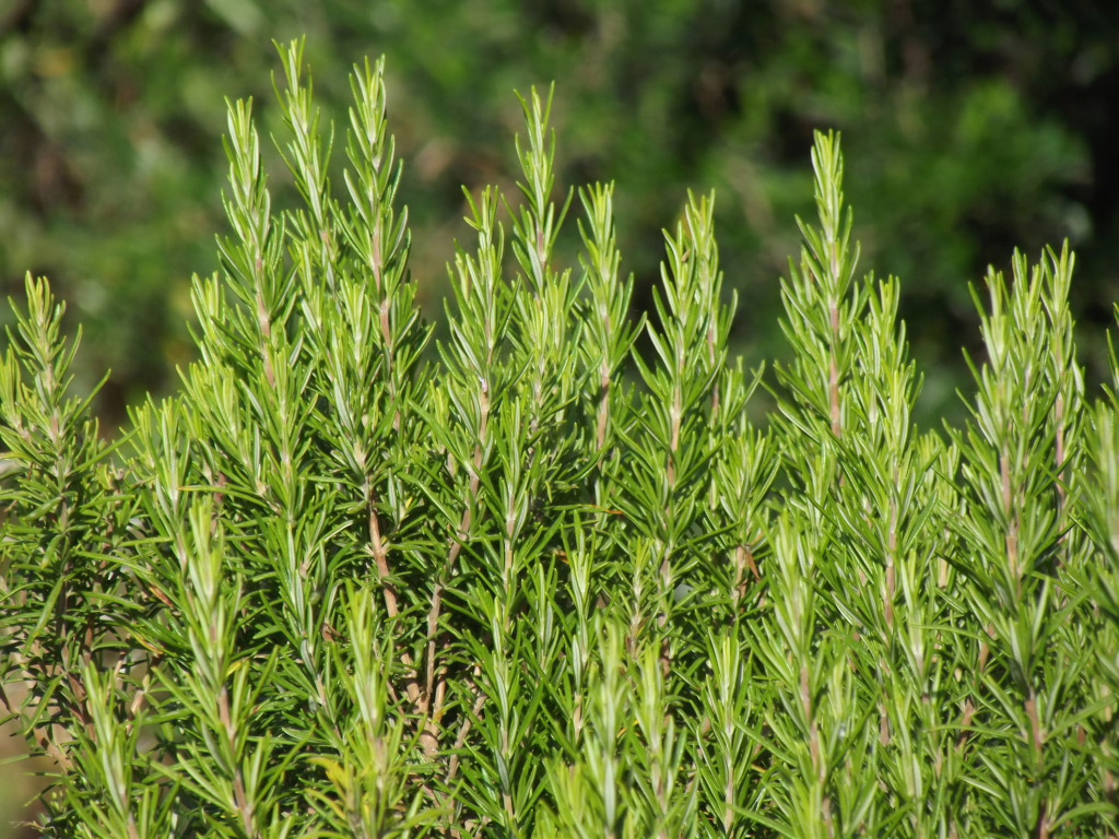 How Big Does Rosemary Grow?