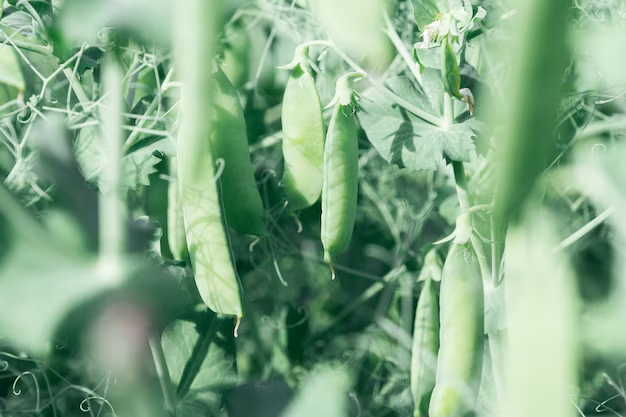 Growing sugar snap peas 