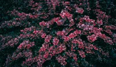 barberry bush pruning