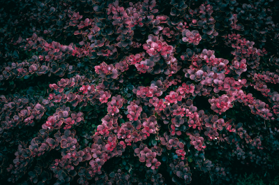 barberry bush pruning