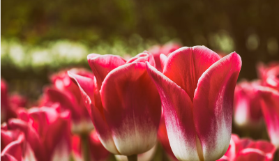 can tulips bloom twice in one season