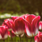 can tulips bloom twice in one season