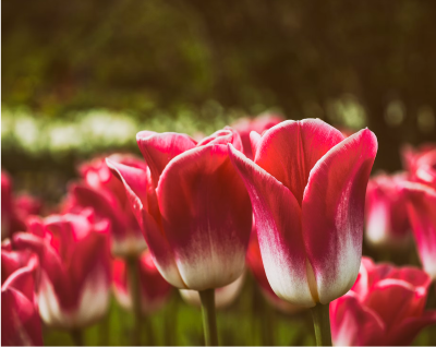 can tulips bloom twice in one season