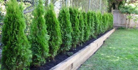 cedar trees for privacy