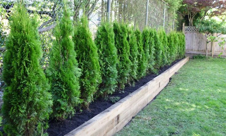 cedar trees for privacy