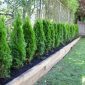 cedar trees for privacy