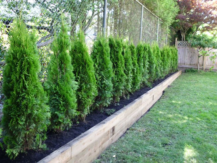 cedar trees for privacy