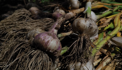 How to harvest garlic