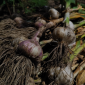 How to harvest garlic