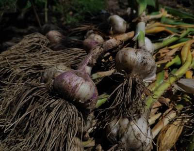 How to harvest garlic