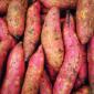 how to know when sweet potatoes are ready to harvest