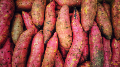 how to know when sweet potatoes are ready to harvest