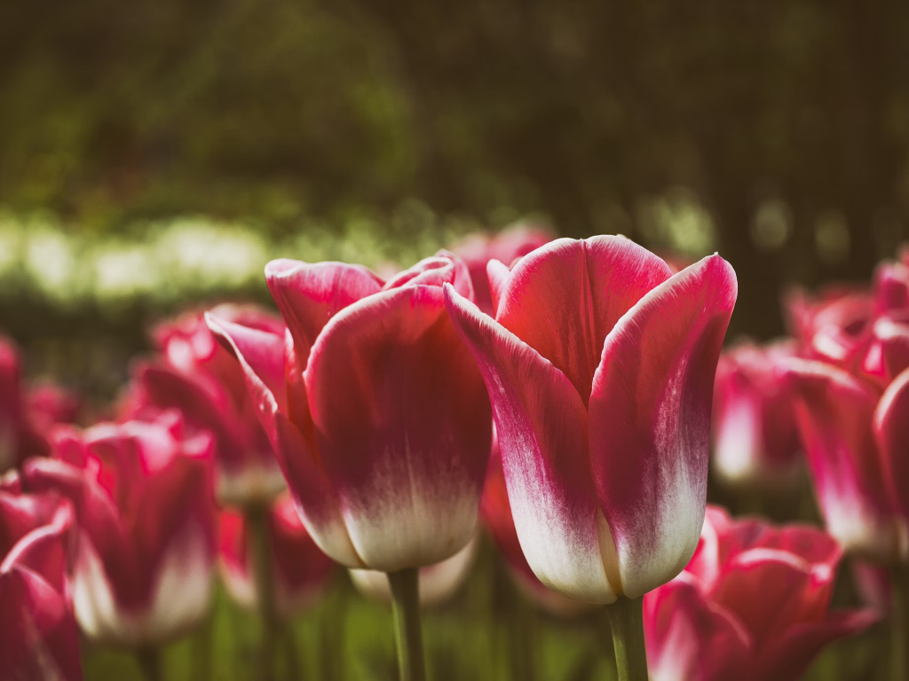 can tulips bloom twice in one season