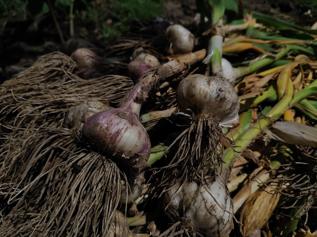 how to harvest garlic