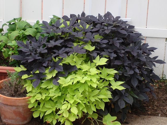 Purple Sweet Potato Plant