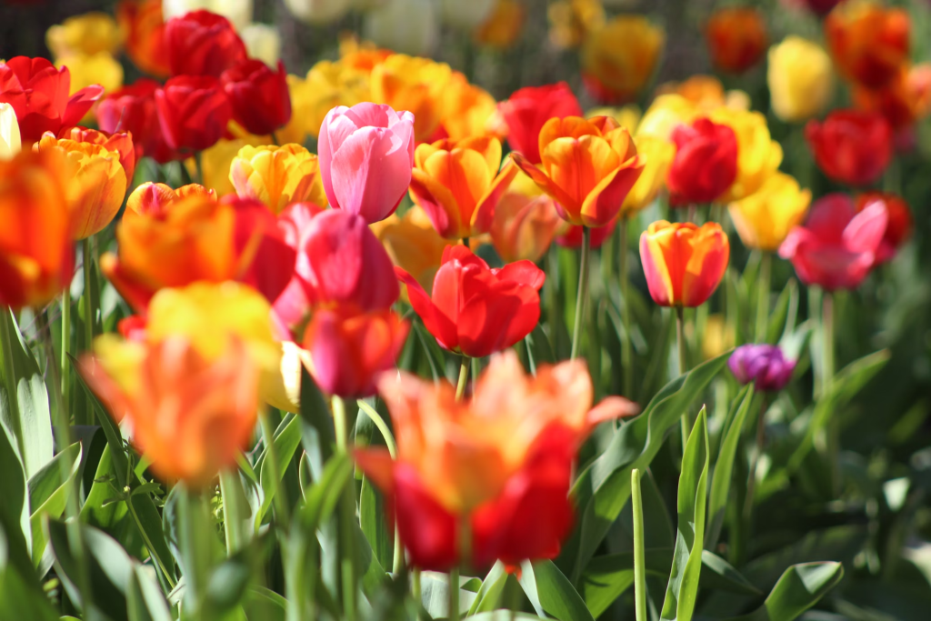 How often do tulips bloom?