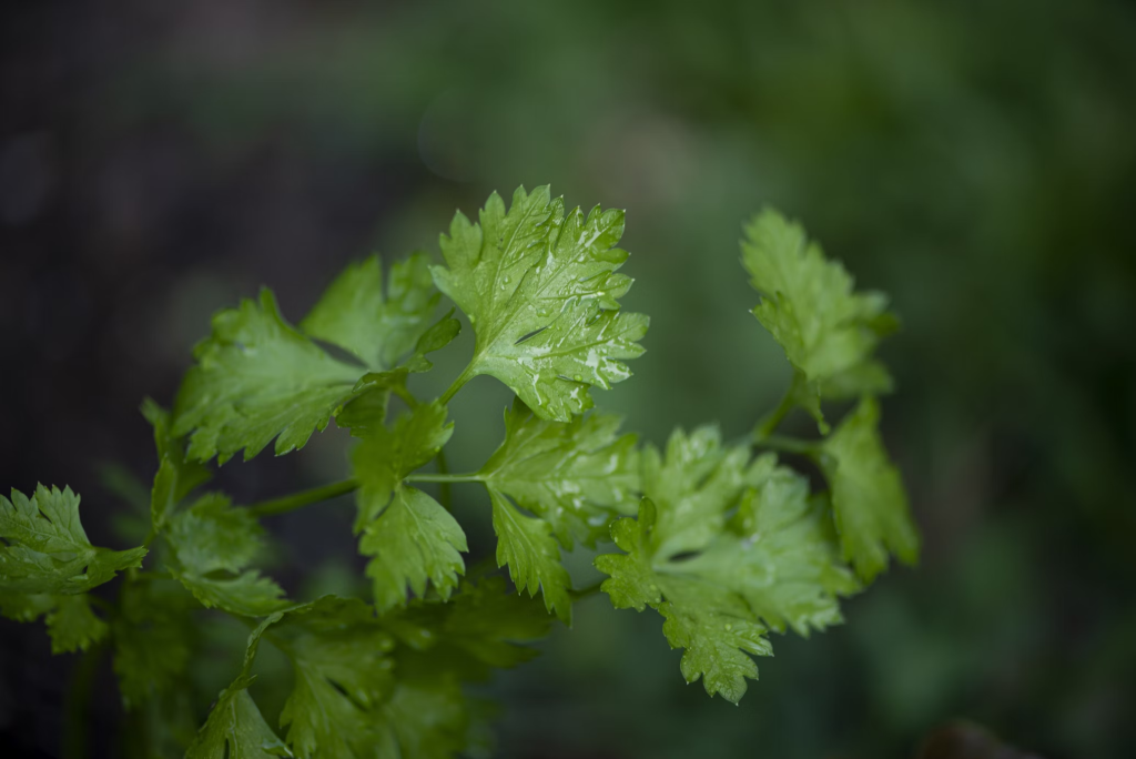 parsley vs cilantro