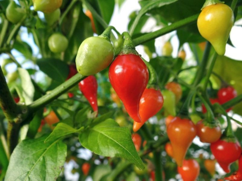 sweety drop peppers