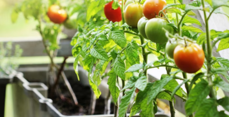 best vegetables to grow in pots