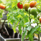 best vegetables to grow in pots