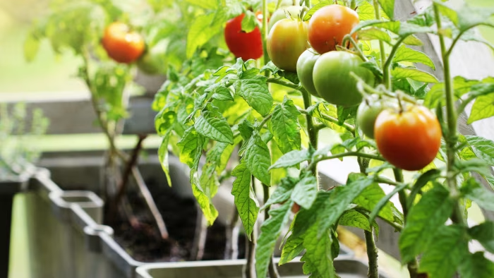 best vegetables to grow in pots