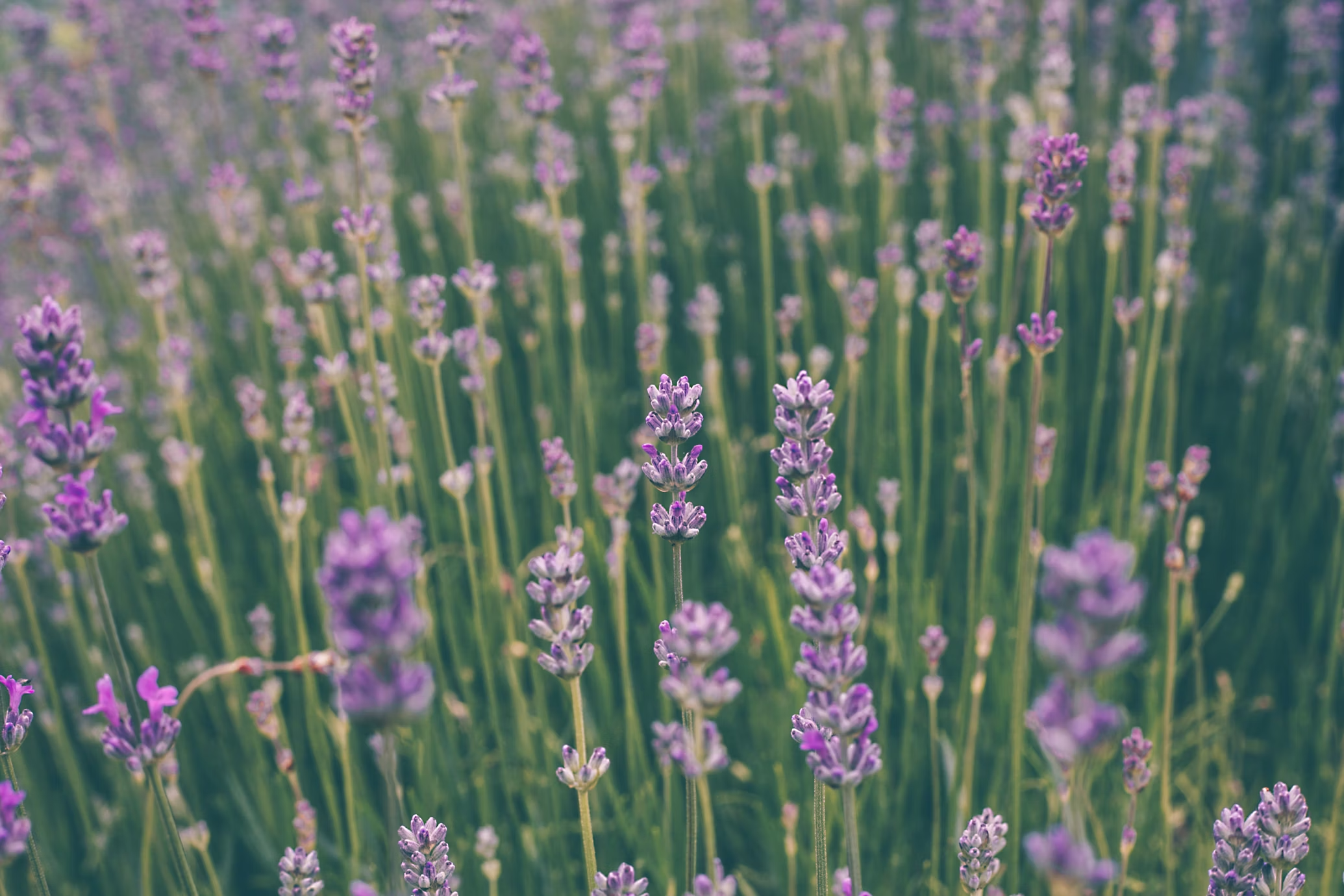 Does lavender come back every year