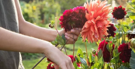 how to deadhead dahlias in pots