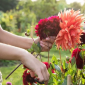 how to deadhead dahlias in pots