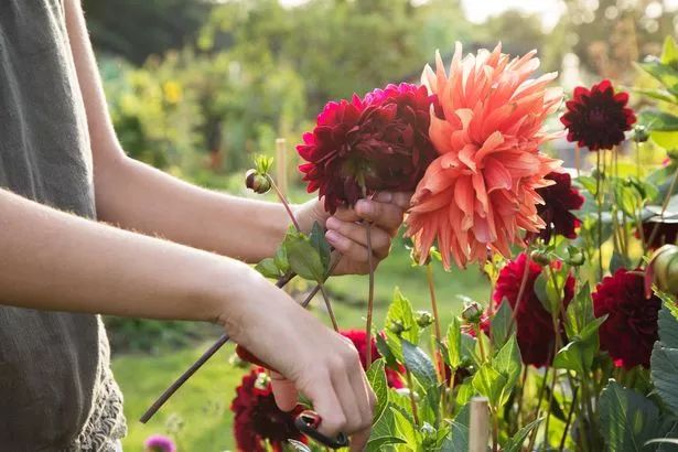 how to deadhead dahlias in pots