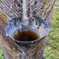 how to get pine sap off clothes