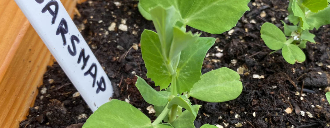 how tall do sugar snap peas grow