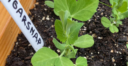 how tall do sugar snap peas grow