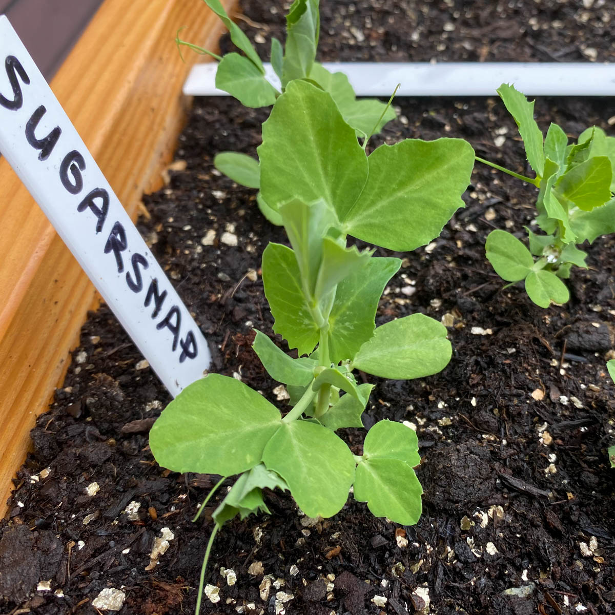 how tall do sugar snap peas grow