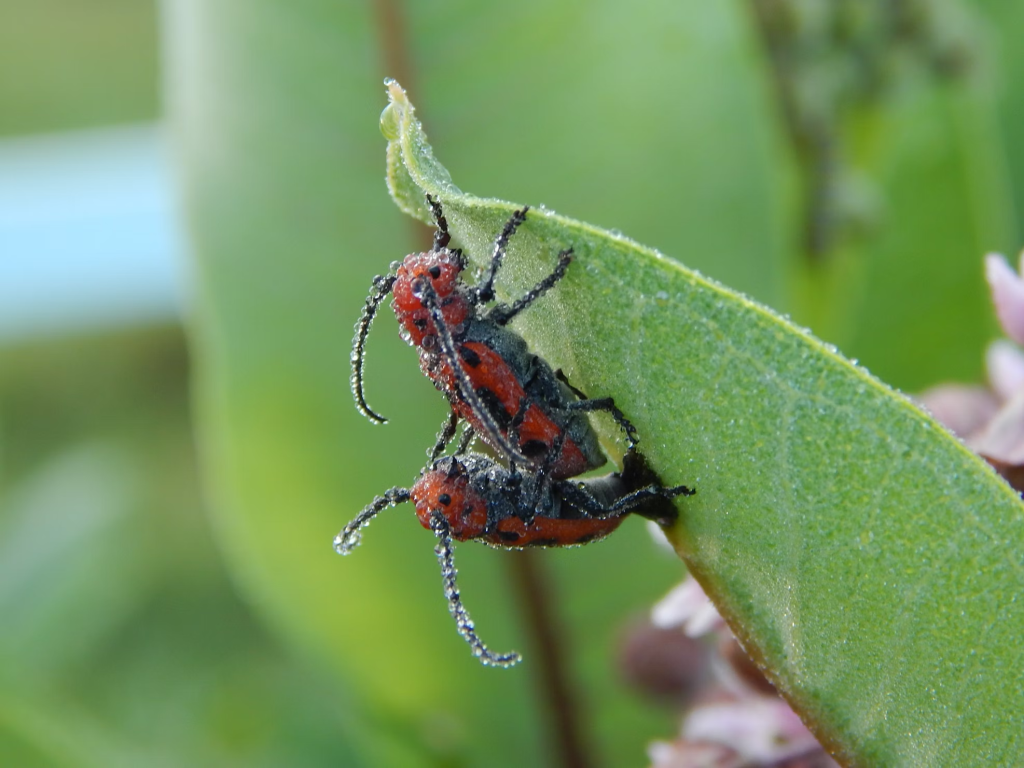 red beetles