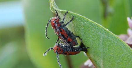 red beetles