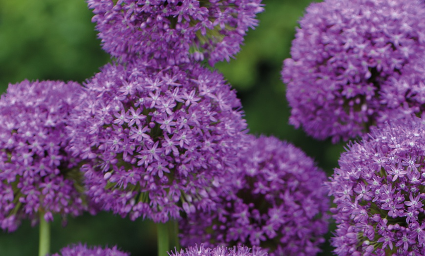 Allium Leaves