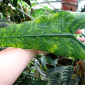 alocasia zebrina reticulata