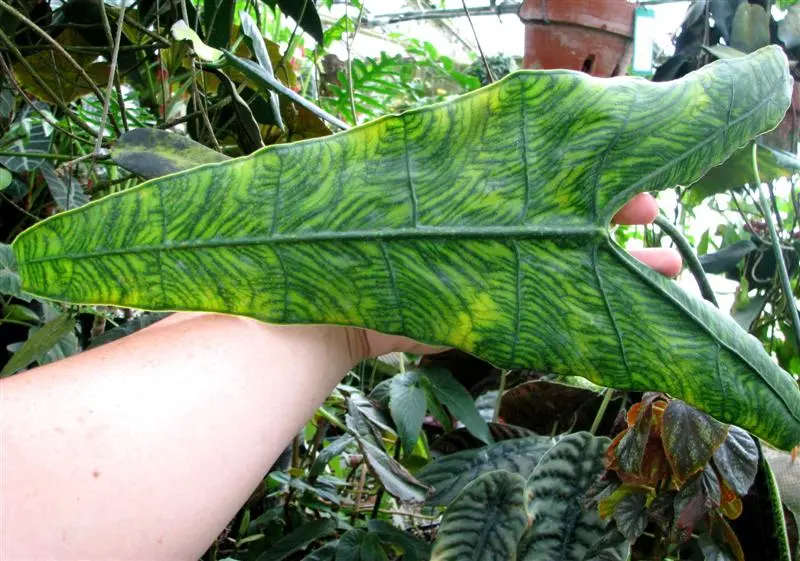 alocasia zebrina reticulata