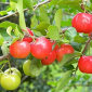 Acerola Cherry