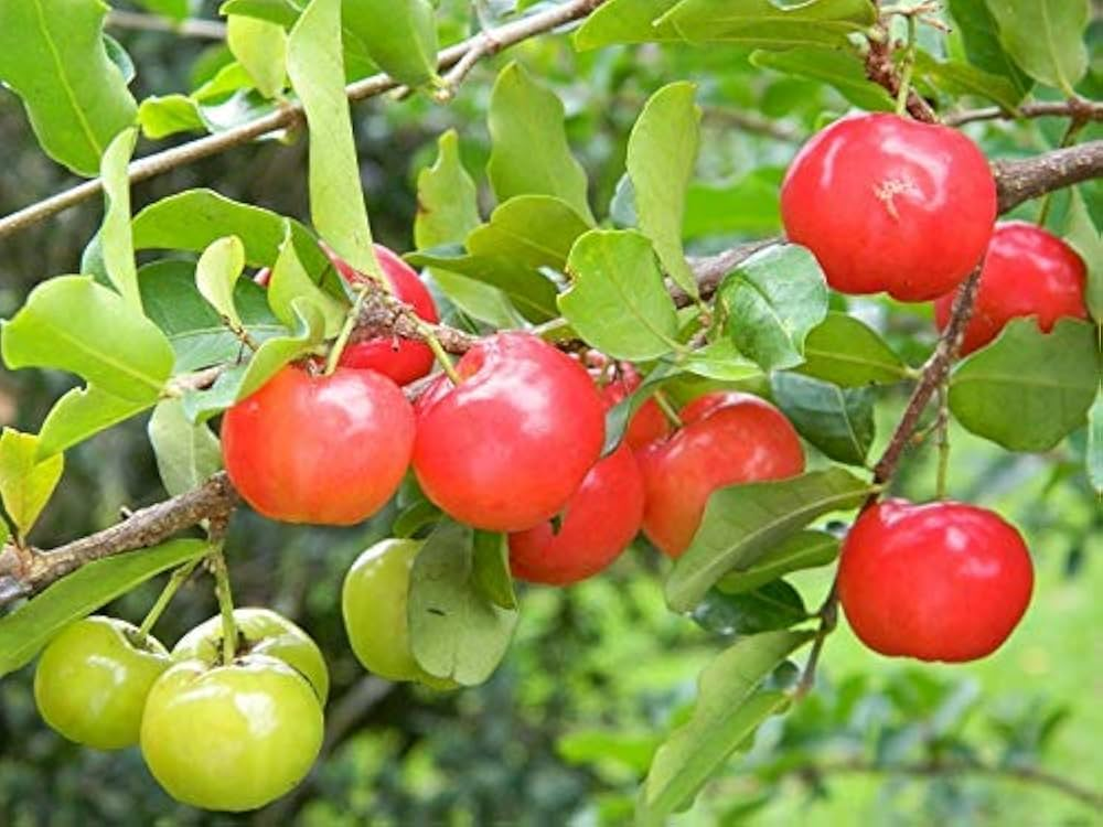 Acerola Cherry